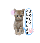 茶トラ 猫のスー ネコねこ スタンプ（個別スタンプ：5）