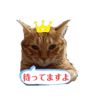 茶トラ 猫のスー ネコねこ スタンプ（個別スタンプ：6）
