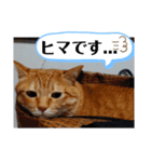 茶トラ 猫のスー ネコねこ スタンプ（個別スタンプ：9）