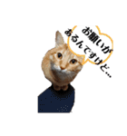 茶トラ 猫のスー ネコねこ スタンプ（個別スタンプ：10）