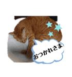 茶トラ 猫のスー ネコねこ スタンプ（個別スタンプ：12）