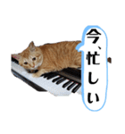 茶トラ 猫のスー ネコねこ スタンプ（個別スタンプ：13）