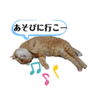 茶トラ 猫のスー ネコねこ スタンプ（個別スタンプ：14）