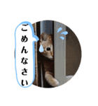茶トラ 猫のスー ネコねこ スタンプ（個別スタンプ：15）