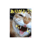 茶トラ 猫のスー ネコねこ スタンプ（個別スタンプ：16）