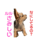 ルルの家（個別スタンプ：13）