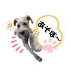 使える シロ シュナ（個別スタンプ：5）
