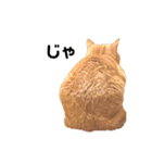 茶トラのトラモフ 1（個別スタンプ：2）