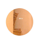 茶トラのトラモフ 1（個別スタンプ：4）
