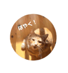 茶トラのトラモフ 1（個別スタンプ：7）
