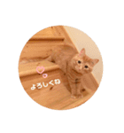 茶トラのトラモフ 1（個別スタンプ：8）