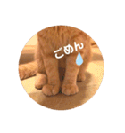 茶トラのトラモフ 1（個別スタンプ：10）
