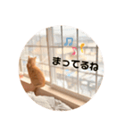茶トラのトラモフ 1（個別スタンプ：15）