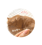 茶トラのトラモフ 1（個別スタンプ：20）