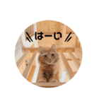茶トラのトラモフ 1（個別スタンプ：22）