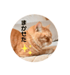 茶トラのトラモフ 1（個別スタンプ：24）