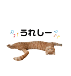 茶トラのトラモフ 1（個別スタンプ：27）
