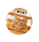 茶トラのトラモフ 1（個別スタンプ：29）