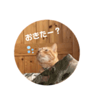 茶トラのトラモフ 1（個別スタンプ：34）