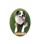 愛犬Ash（個別スタンプ：1）