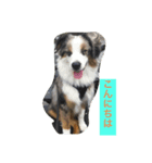 愛犬Ash（個別スタンプ：2）