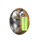 愛犬Ash（個別スタンプ：3）