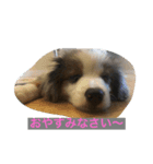 愛犬Ash（個別スタンプ：4）