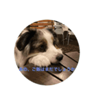 愛犬Ash（個別スタンプ：6）