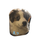 愛犬Ash（個別スタンプ：7）