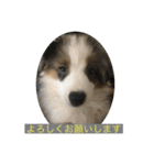 愛犬Ash（個別スタンプ：8）