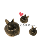 黒マメスタンプ2（個別スタンプ：14）