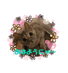 おうちゃん★ララちゃん 猫にゃんスタンプ（個別スタンプ：1）