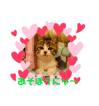 おうちゃん★ララちゃん 猫にゃんスタンプ（個別スタンプ：7）