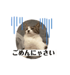 おうちゃん★ララちゃん 猫にゃんスタンプ（個別スタンプ：10）