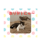 おうちゃん★ララちゃん 猫にゃんスタンプ（個別スタンプ：11）