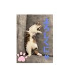 おうちゃん★ララちゃん 猫にゃんスタンプ（個別スタンプ：13）