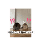 おうちゃん★ララちゃん 猫にゃんスタンプ（個別スタンプ：14）