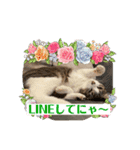 おうちゃん★ララちゃん 猫にゃんスタンプ（個別スタンプ：15）