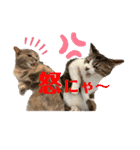 おうちゃん★ララちゃん 猫にゃんスタンプ（個別スタンプ：16）
