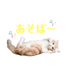 ウニねこ（個別スタンプ：1）