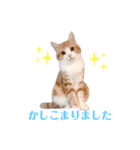 ウニねこ（個別スタンプ：2）