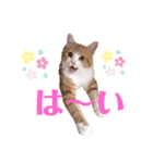 ウニねこ（個別スタンプ：4）