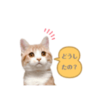 ウニねこ（個別スタンプ：5）