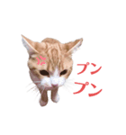 ウニねこ（個別スタンプ：6）