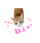 ウニねこ（個別スタンプ：7）