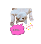 ウニねこ（個別スタンプ：8）