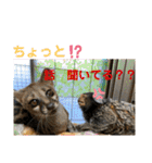 コモンマーモセット らむね君 2（個別スタンプ：7）