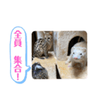 コモンマーモセット らむね君 2（個別スタンプ：15）