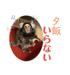 コモンマーモセット らむね君 2（個別スタンプ：16）