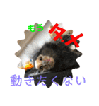 コモンマーモセット らむね君 2（個別スタンプ：21）